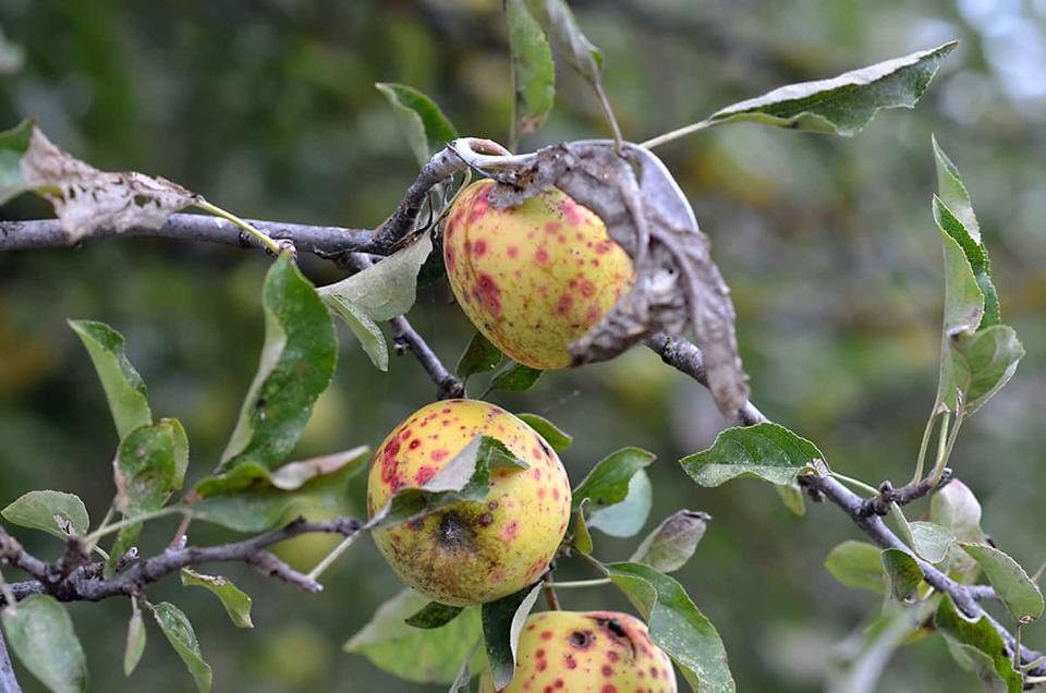 Opisy najczęstszych chorób drzew owocowych