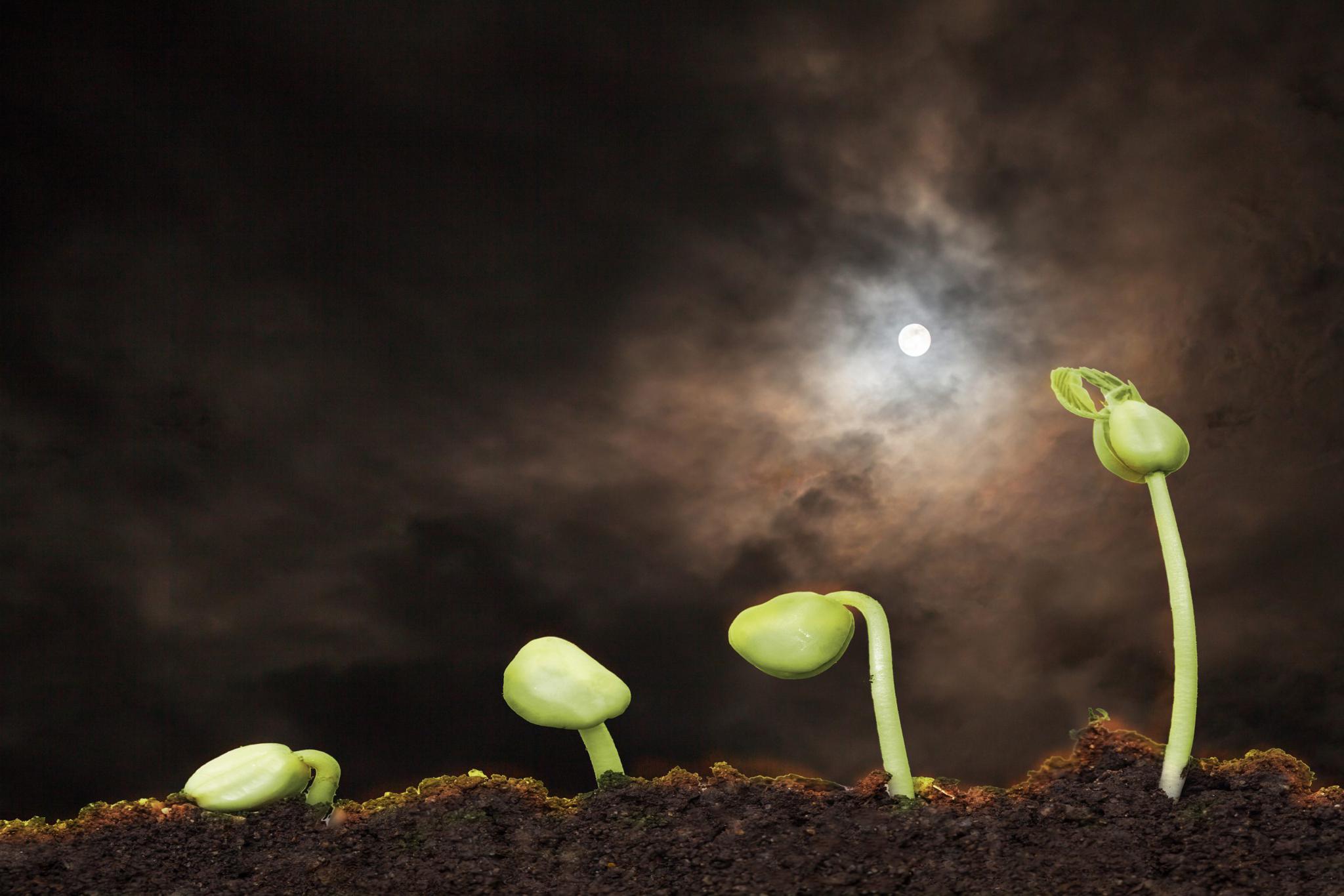 Jak wpływa księżyc na rośliny w ogrodzie biodynamicznym