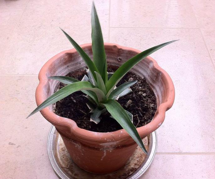 Jak uprawiać ananasowe rośliny doniczkowe