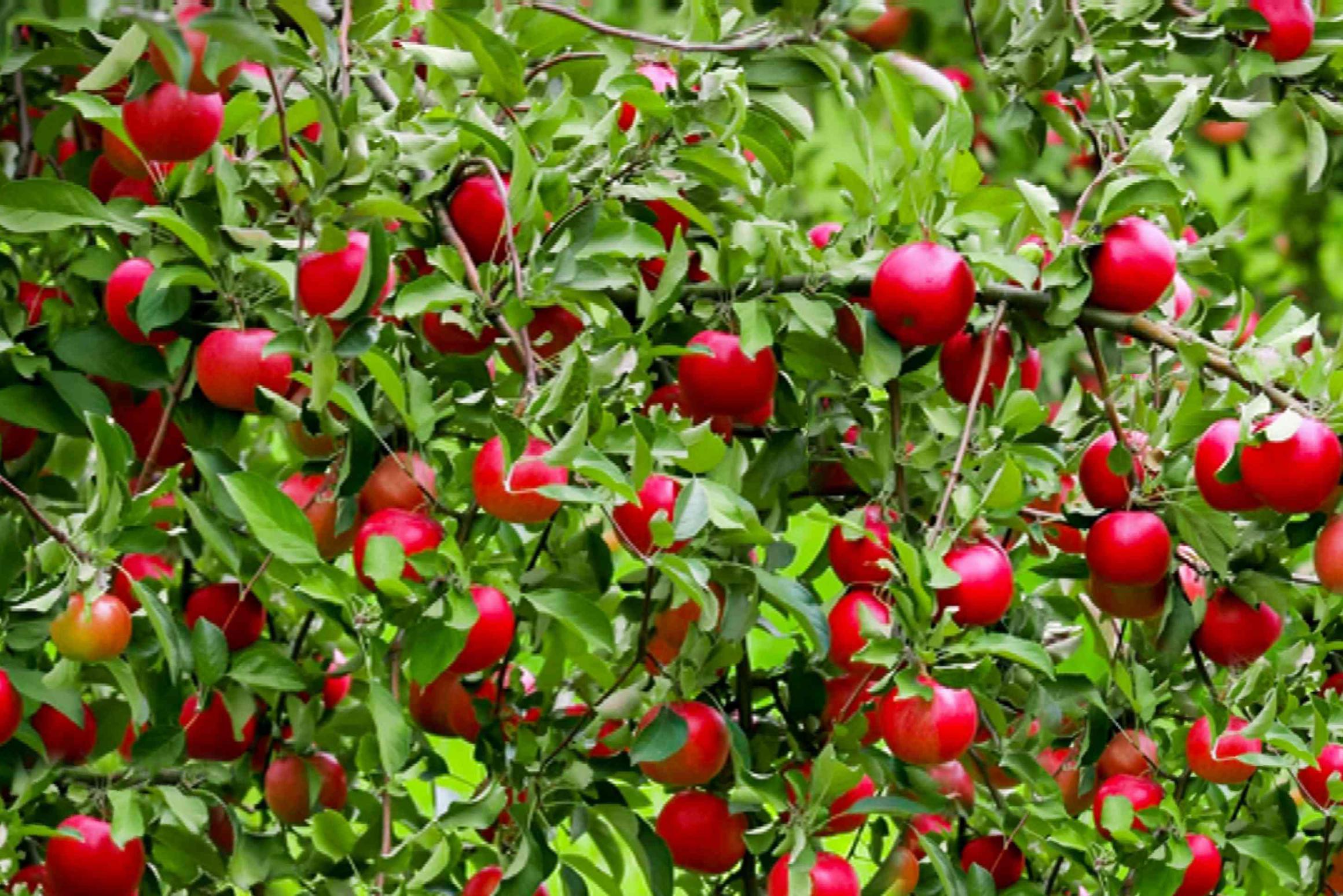 Jak uprawiać jabłoń domową