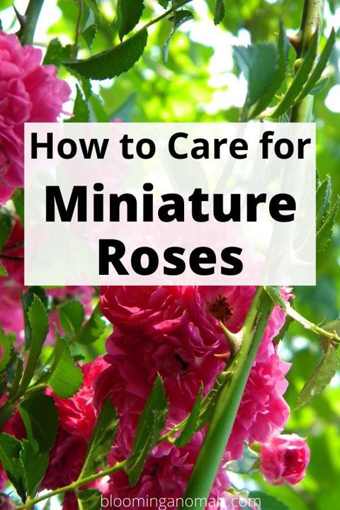 Jak pielęgnować różę miniaturową