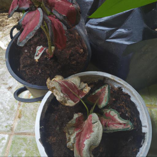 Jak pielęgnować rośliny doniczkowe o kolorowych liściach