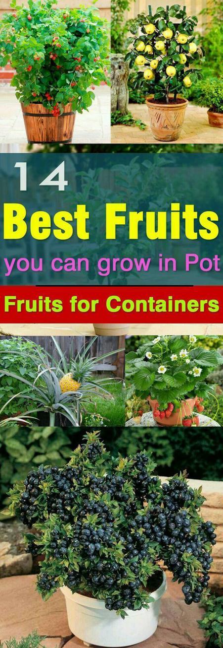 Jak pielęgnować rośliny doniczkowe o ozdobnych owocach