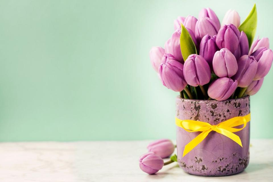 Jak pielęgnować tulipany, aby cieszyć się ich pięknem