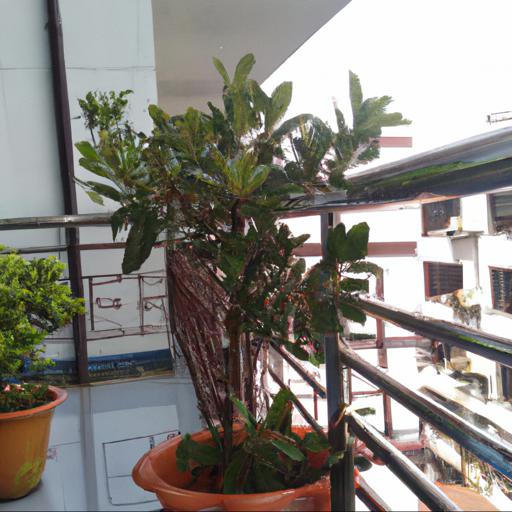 Jak wybrać drzewka na balkon całoroczne