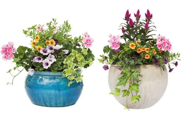 Jak wybrać odpowiednie rośliny doniczkowe o ozdobnych kwiatach