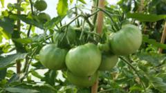 Jak wybrać odpowiednie odmiany pomidorów do uprawy w tunelu foliowym