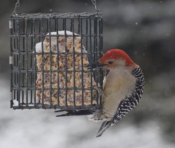 Jak dokarmiać ptaki zimą