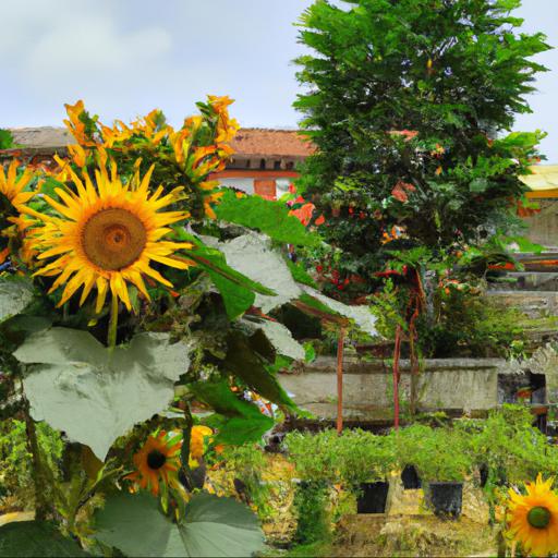 Jak uprawiać słonecznik ozdobny w ogrodzie