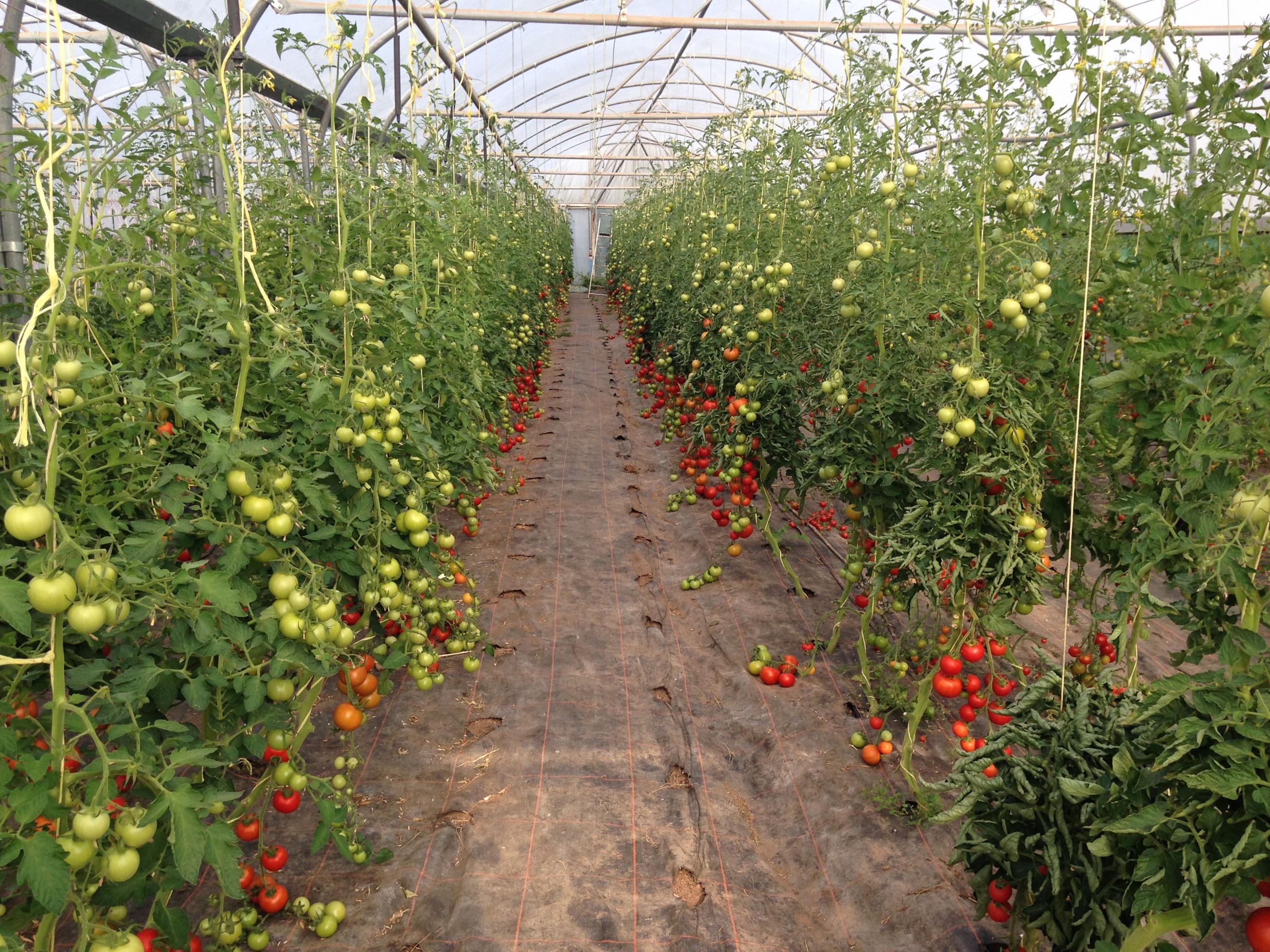 Jak przygotować glebę do uprawy pomidorów w tunelu foliowym