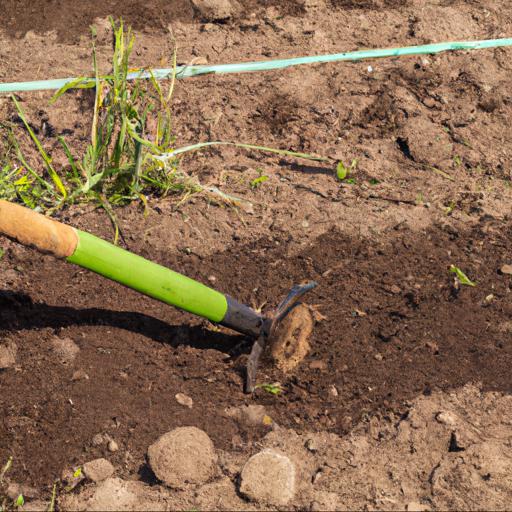 Jak przygotować glebę do sadzenia agrestu