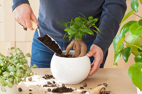 Jak przygotować glebę do przesadzania roślin doniczkowych
