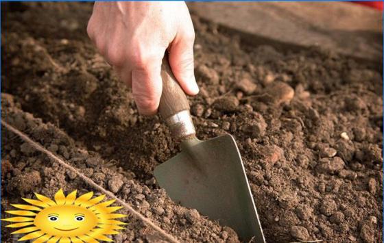Jak przygotować glebę do uprawy truskawek