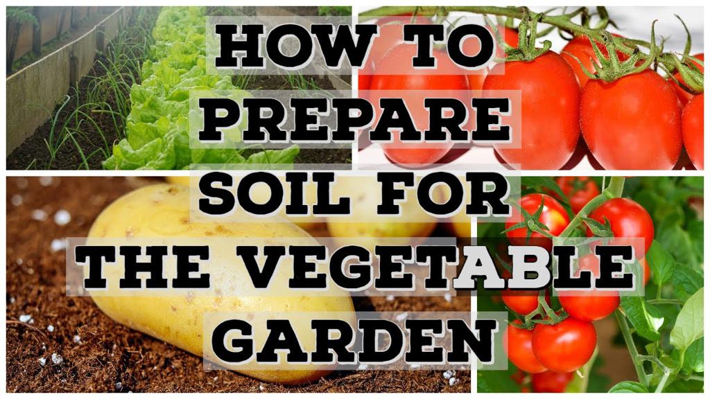 Jak przygotować glebę do siewu warzyw