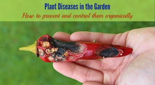 Jak zapobiegać chorobom i szkodnikom w ogrodzie latem