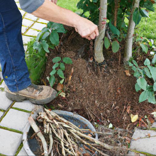 Jak zapewnić odpowiednią pielęgnację drzew i krzewów z odkrytym korzeniem