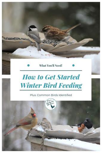 Wprowadzenie do dokarmiania ptaków zimą