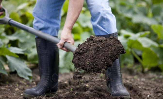 Sadzenie malin – jak przygotować glebę i jak sadzić maliny