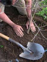 Przygotowanie do przesadzania i sadzenia dużych drzew