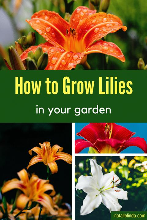 Uprawa liliowców jakie są najważniejsze wskazówki dotyczące uprawy liliowców