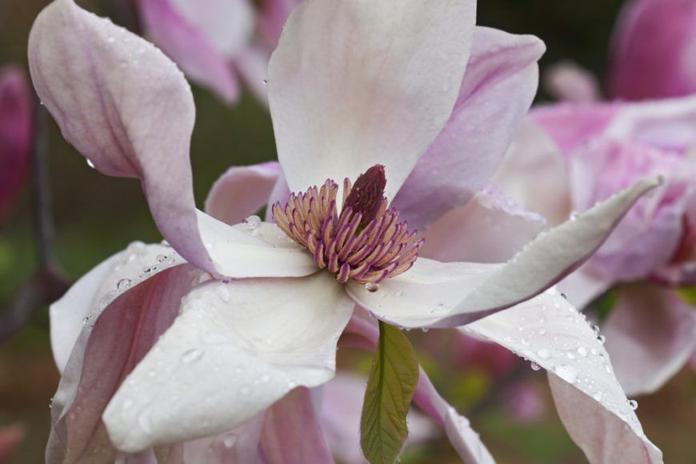 Najpopularniejsze odmiany magnolii jakie są ich cechy