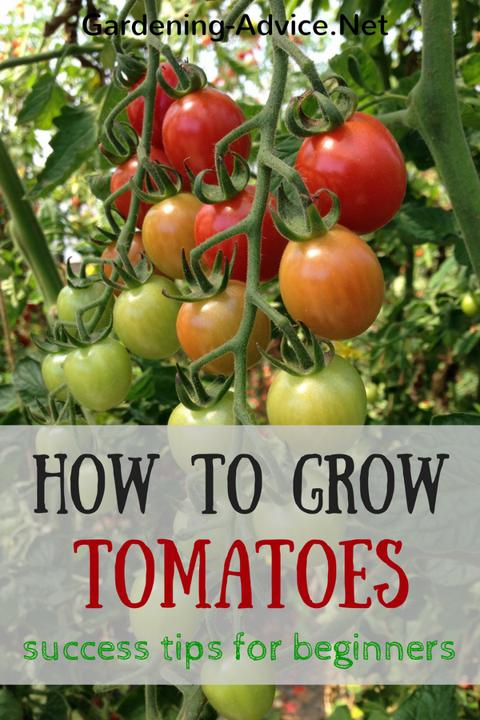 Jak uprawiać pomidory porady dla początkujących