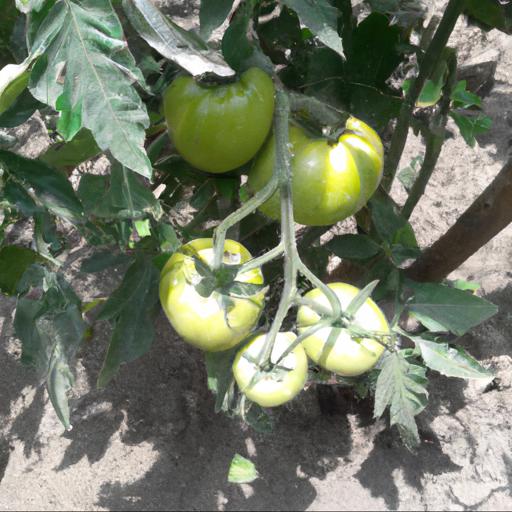 Jakie są alternatywne metody uprawy pomidorów