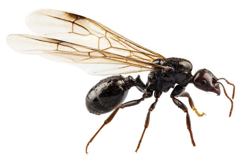 Co to są mrówki i dlaczego są takie niebezpieczne