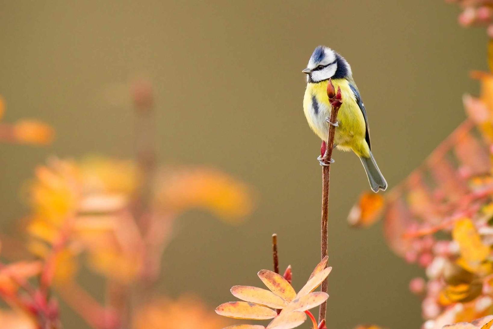 Co to są ptaki i dlaczego są szkodliwe w ogrodzie