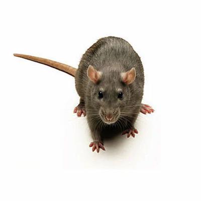 Jakie są skuteczne metody zwalczania myszy
