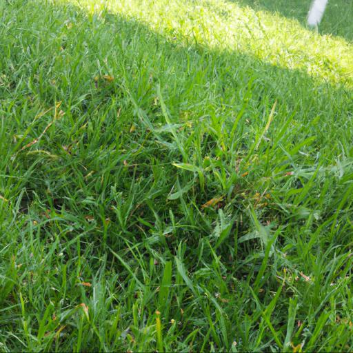 Jakie są skuteczne metody zwalczania chwastów na trawniku