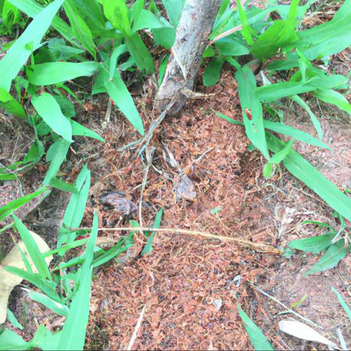 Jakie są skuteczne metody zapobiegania mrówkom w ogrodzie