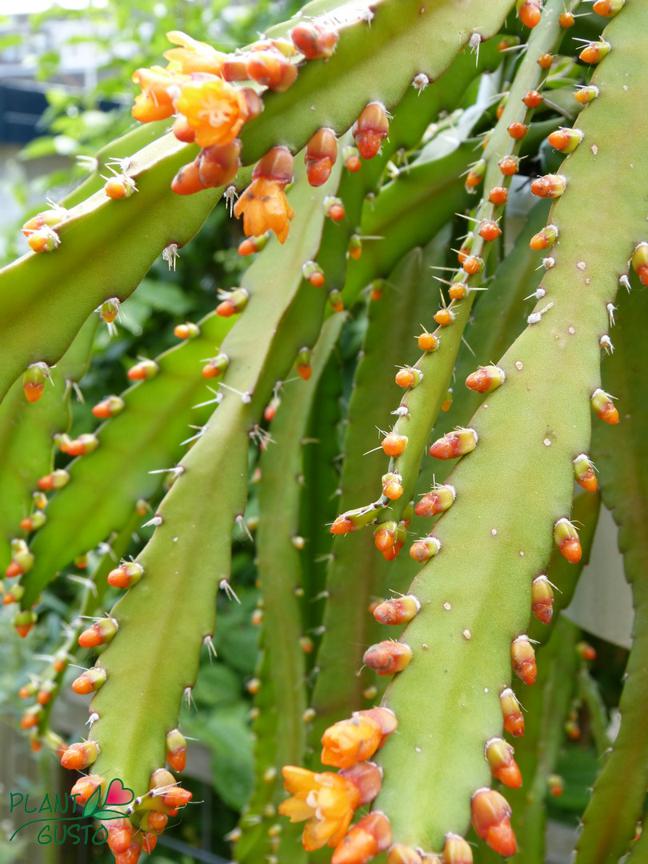 Co to są kaktusy epifityczne