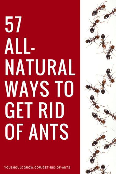 Jakie są naturalne sposoby na zwalczanie mrówek w ogrodzie