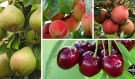 Jakie są zalety uprawy starych odmian drzew owocowych