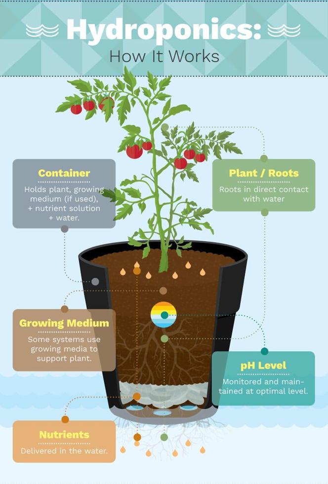Jakie są korzyści z uprawy hydroponicznej