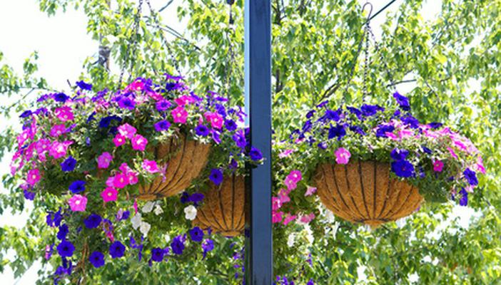Jakie są najlepsze kwiaty na słoneczny balkon