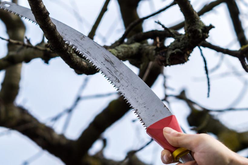 Jakie są najlepsze techniki cięcia drzew i krzewów owocowych