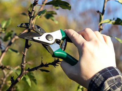 Jakie są najlepsze narzędzia do cięcia drzew i krzewów