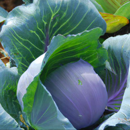 Jakie są najlepsze odmiany warzyw kapustnych do uprawy na działce