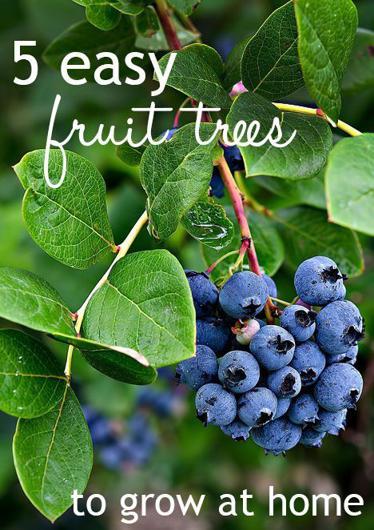 Jakie są najlepsze odmiany drzew owocowych do sadzenia na działce