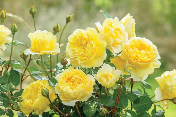 Jakie są najlepsze odmiany róż do cienia i półcienia