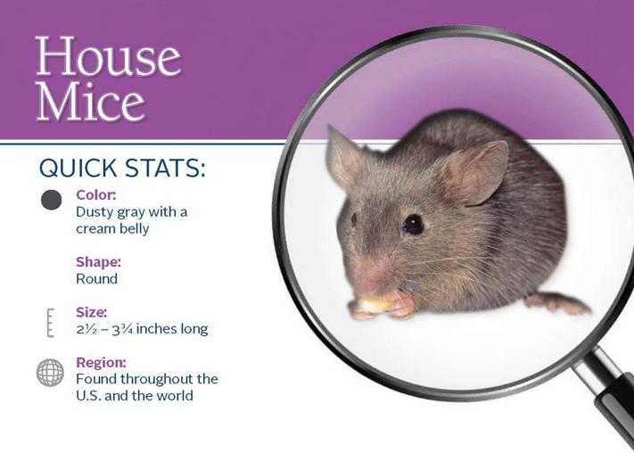 Jakie są przyczyny pojawienia się myszy w domu i ogrodzie