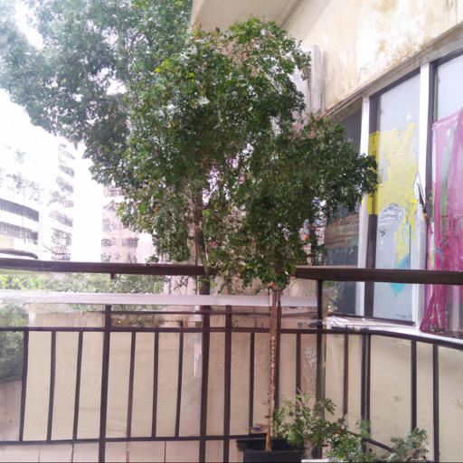 Jakie są wady posiadania drzewek na balkonie całorocznym