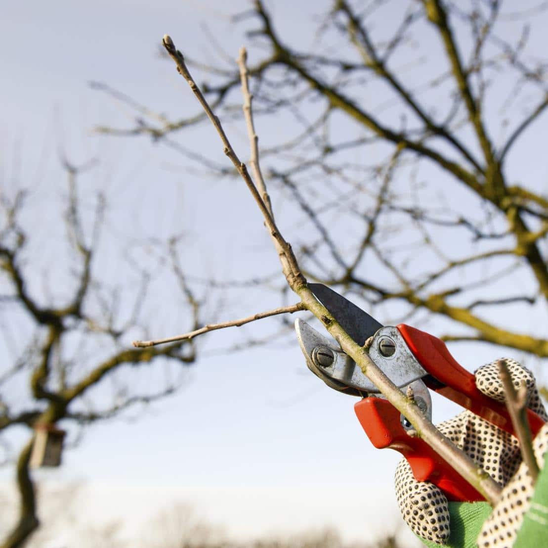 Jakie są najczęstsze błędy popełniane przy zabezpieczaniu drzewek owocowych na zimę