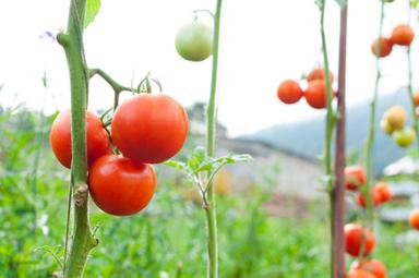 Jakie są najczęstsze szkodniki pomidorów gruntowych i szklarniowych