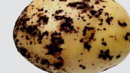 Jakie są najczęstsze objawy chorób i szkodników ziemniaka