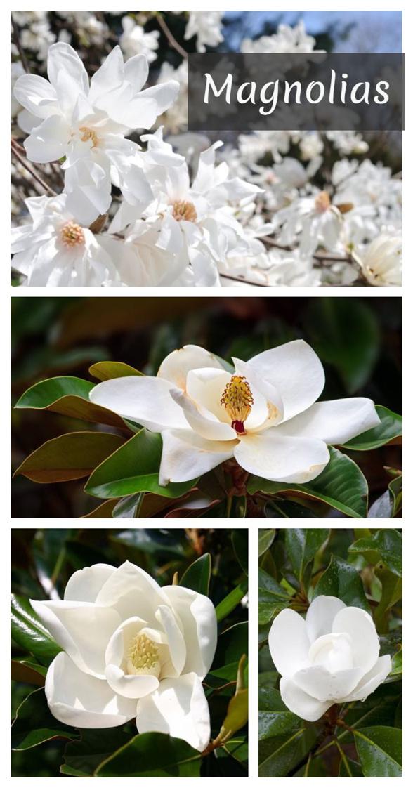 Uprawa magnolii jakie są najważniejsze zasady