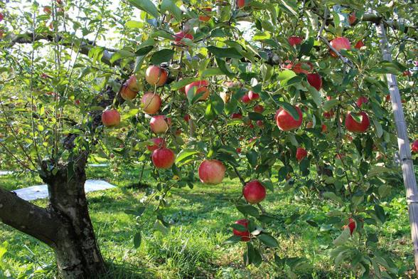 Jakie są najpopularniejsze odmiany krzewów owocowych