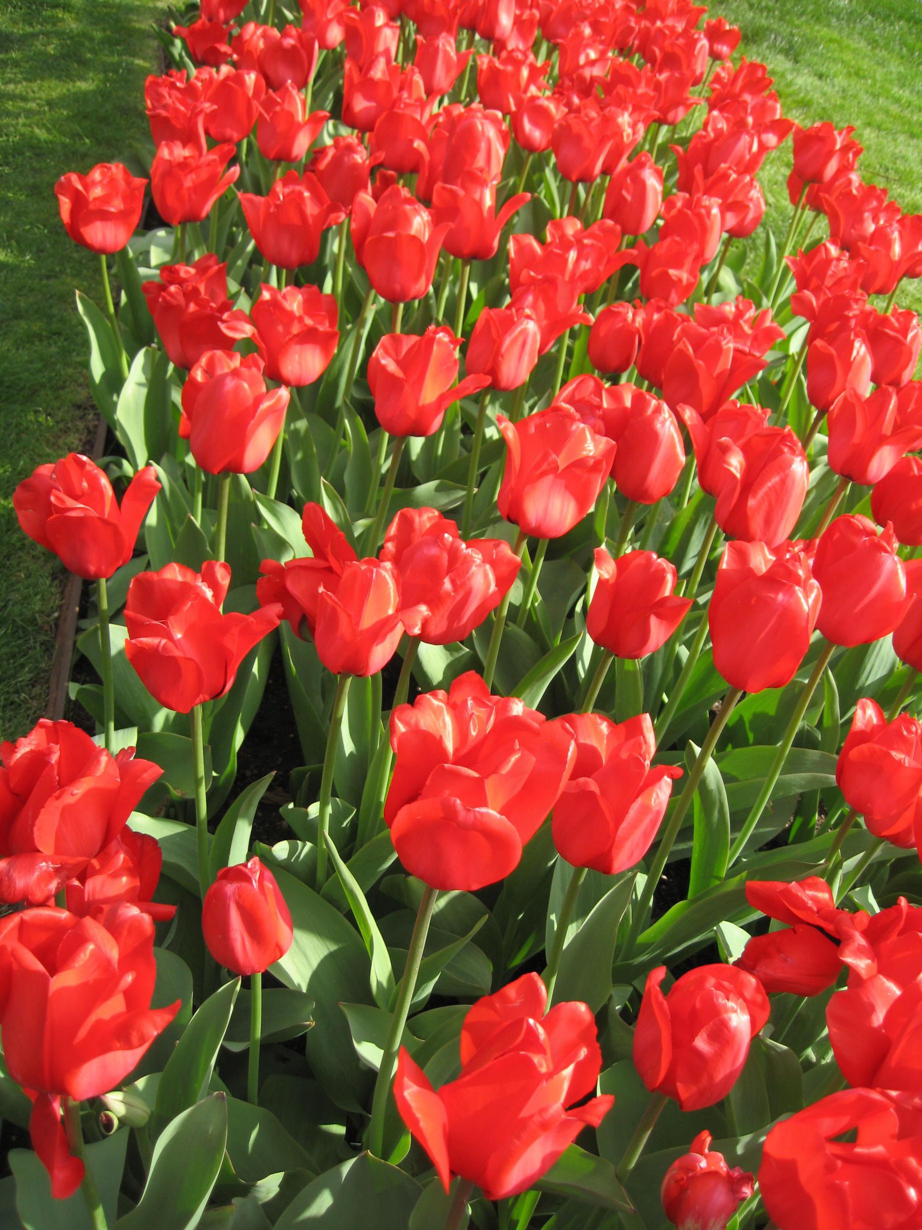 Jakie są najpopularniejsze odmiany tulipanów ogrodowych